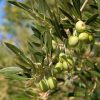 Cres Olive Oil Walking Tour with Tastings