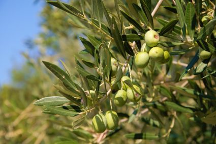 Green,Olives,On,The,Tree,In,Bright,Day,On,Cres Cres Olive Oil Walking Tour with Tastings