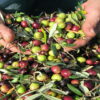 Cres Small Group Olive Picking Tour