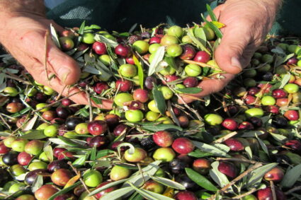 Olive Oil Tour with Tastings OK-1 Cres Small Group Olive Picking Tour