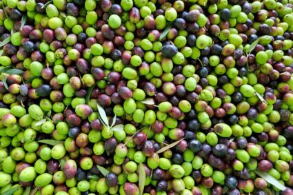 masline_cres Cres Olive Oil Walking Tour with Tastings