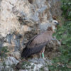 Unique Birdwatching  - Observing Griffon Vultures in their natural environment - Boat Tour