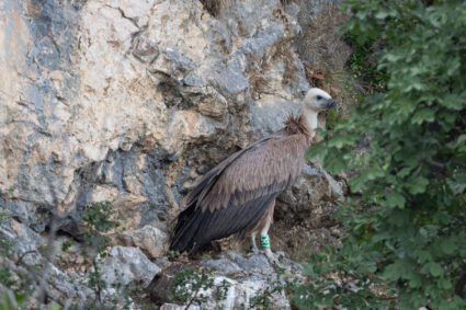 Unique birdwatching  - Observing Griffon Vultures in their natural environment - boat tour