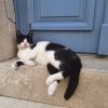 Cat sleeping Cats of Cres Tour