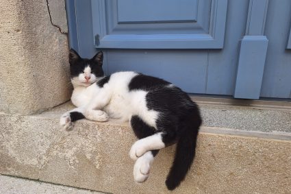 Cat sleeping Cats of Cres Tour