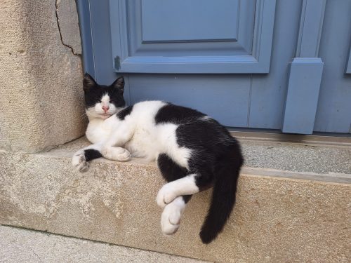 Cat sleeping
