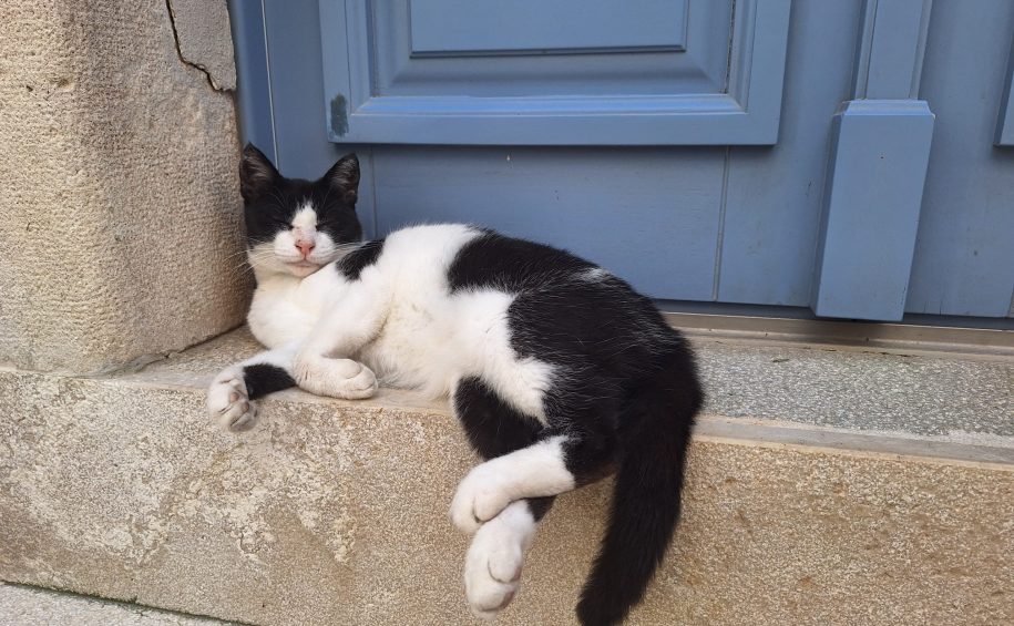 Cat sleeping