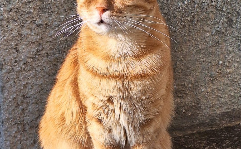 Džeki