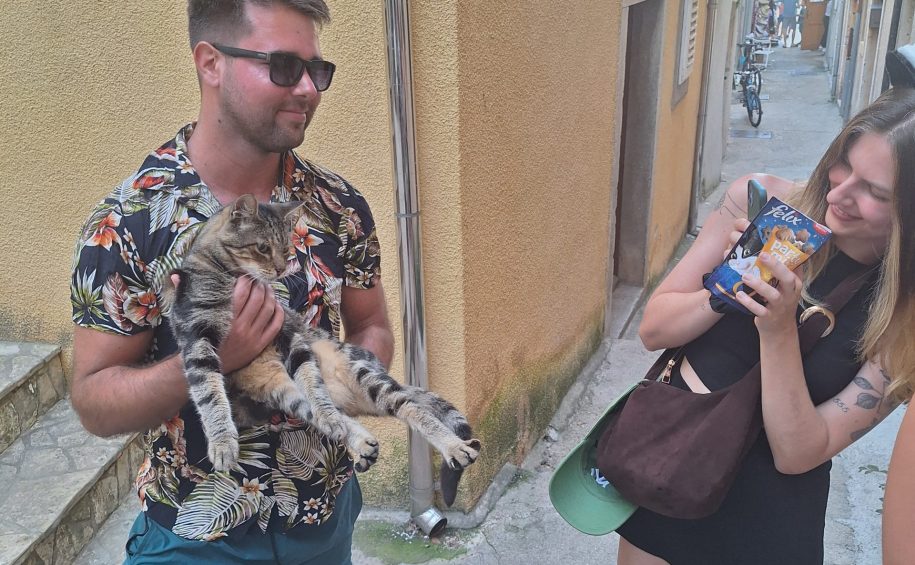 Cat tour