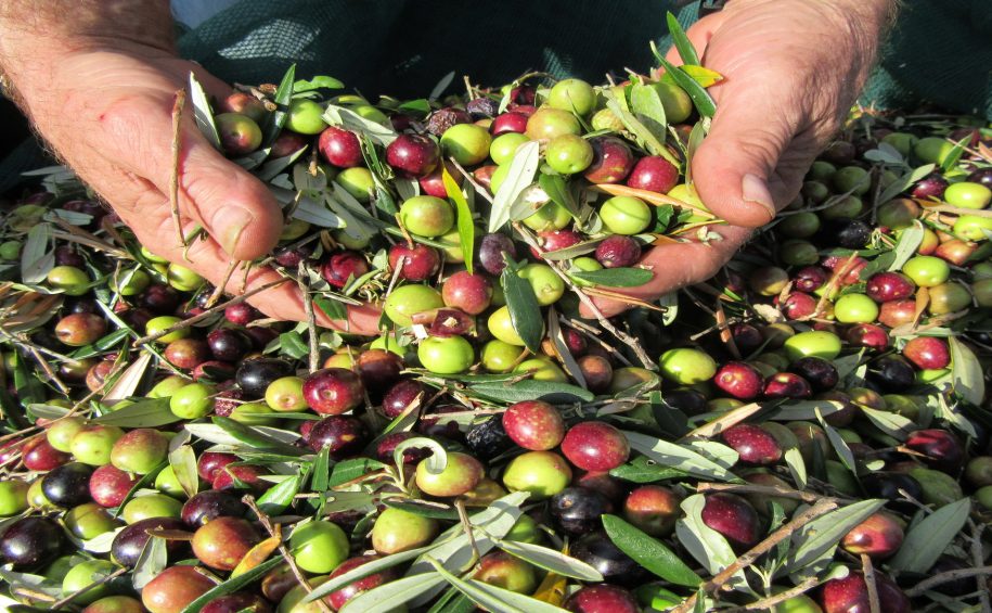 Cres small group olive picking tour 2