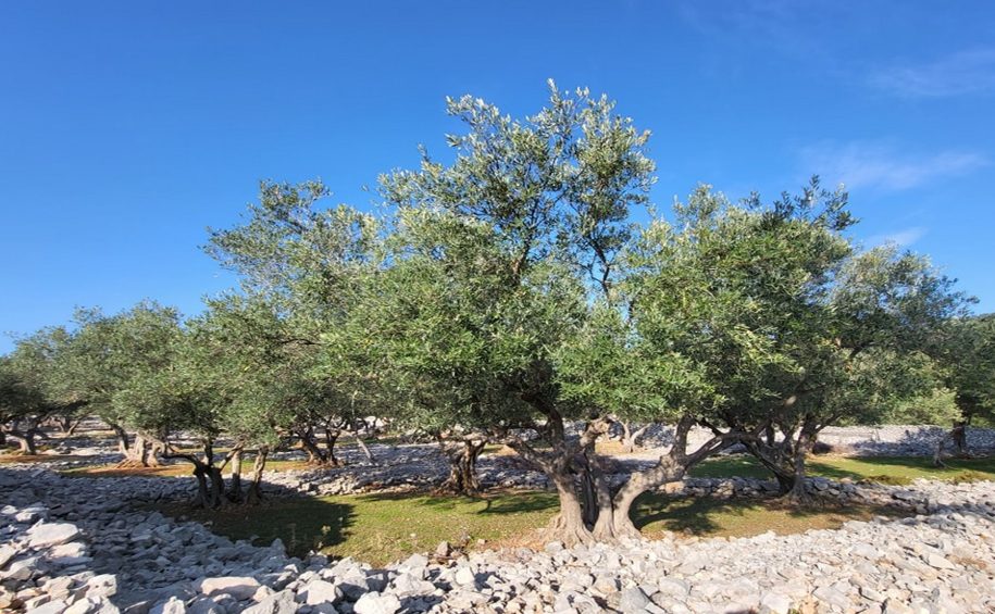 Cres small group olive picking tour 4