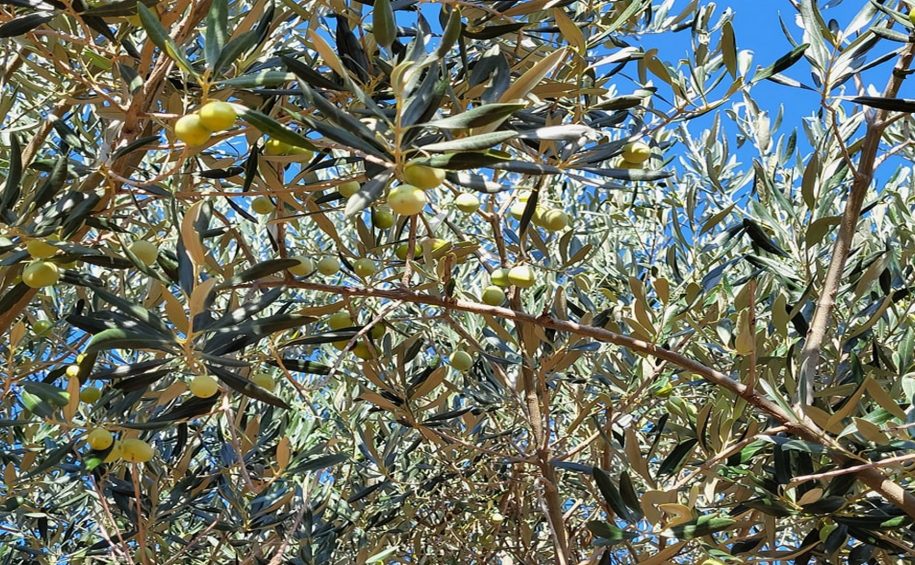 Cres small group olive picking tour 5