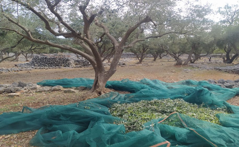 Cres small group olive picking tour 6