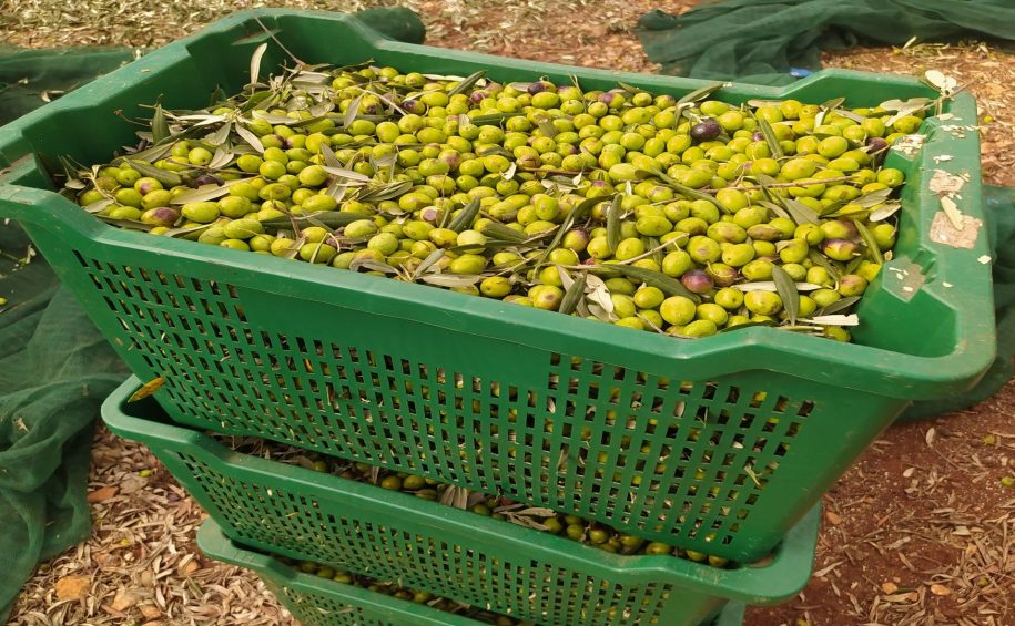 Cres small group olive picking tour 7