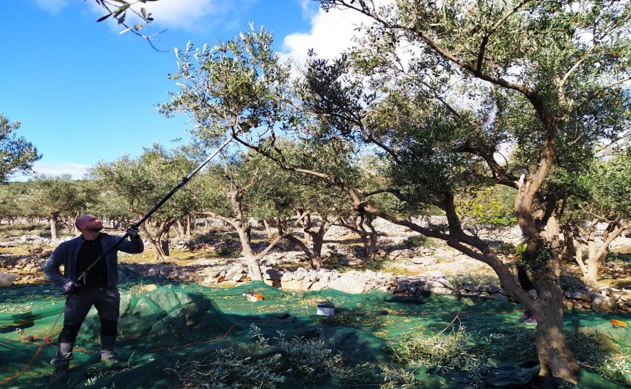 Cres small group olive picking tour 8