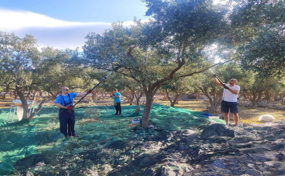 Cres small group olive picking tour
