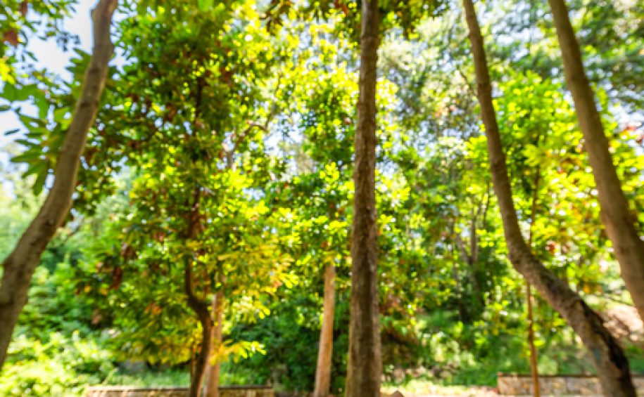 Forest bathing at the health resort of Veli Lošinj (1)