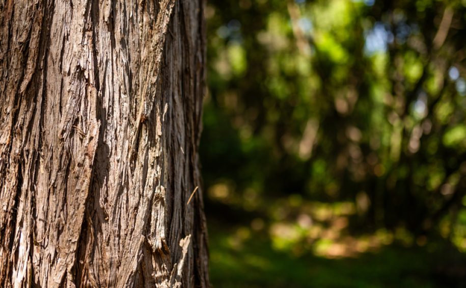 Forest bathing at the health resort of Veli Lošinj (5)