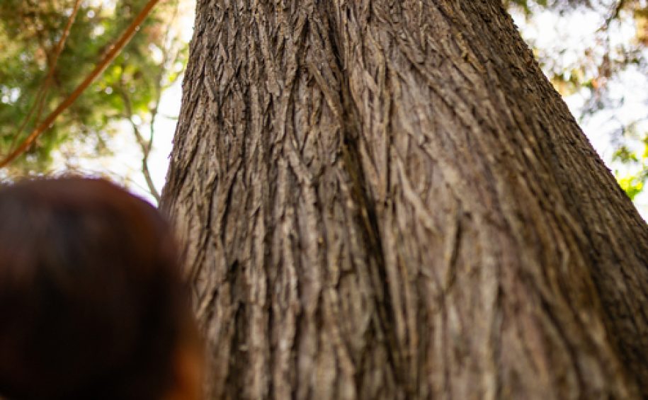 Forest bathing at the health resort of Veli Lošinj (7)
