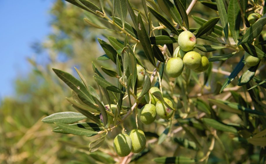 Green,Olives,On,The,Tree,In,Bright,Day,On,Cres