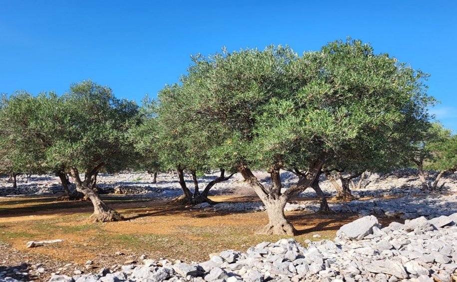 Olive Oil Tour with Tastings (1)