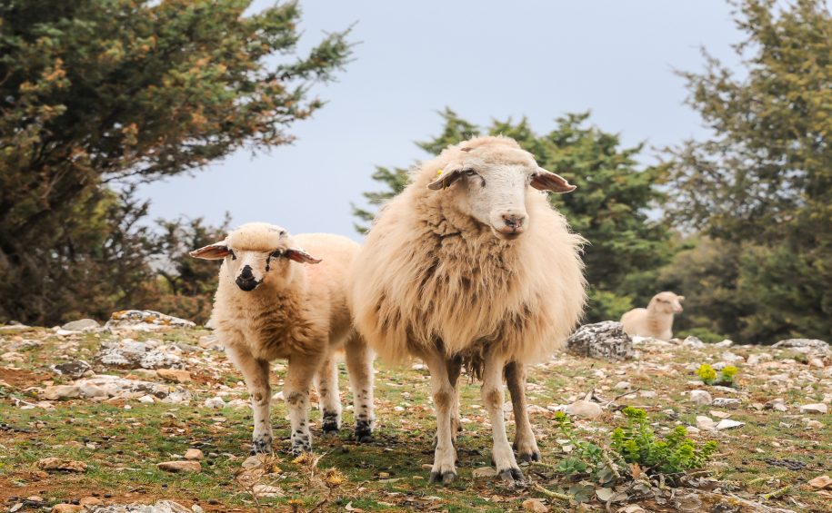 A,Lamb,And,Her,Mother,Sheep,In,Croatia,(island,Of