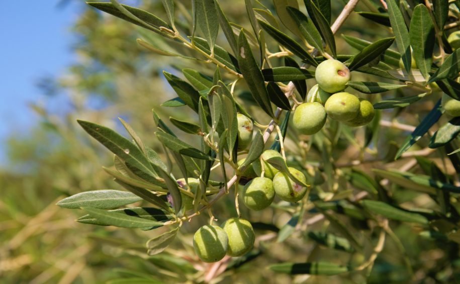 Green,Olives,On,The,Tree,In,Bright,Day,On,Cres