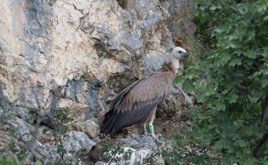 Unique birdwatching – Observing Griffon Vultures in their natural environment – boat tour 1