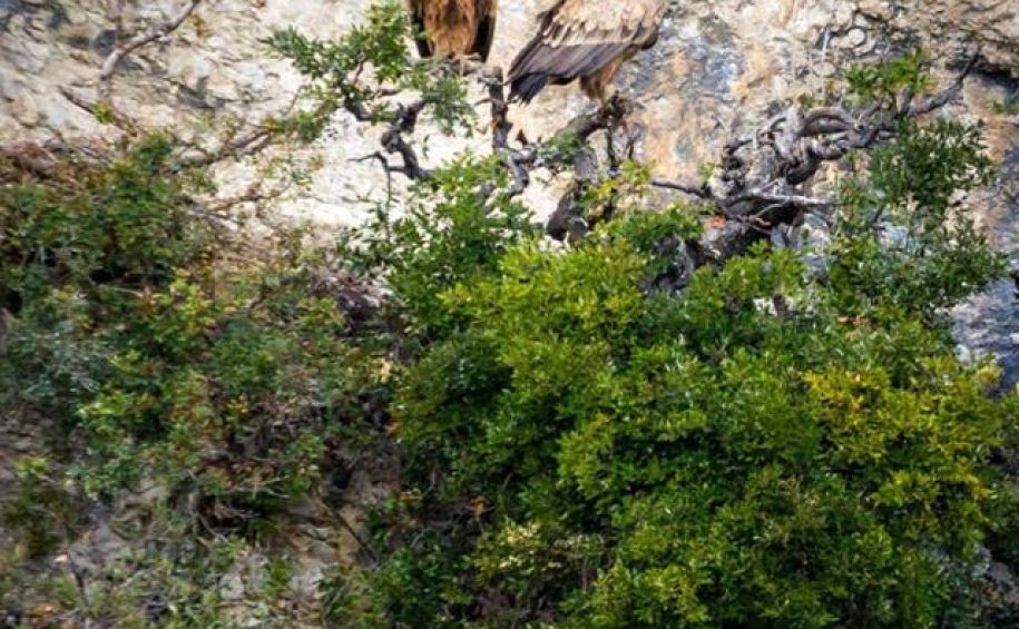 Unique birdwatching – Observing Griffon Vultures in their natural environment – boat tour 2