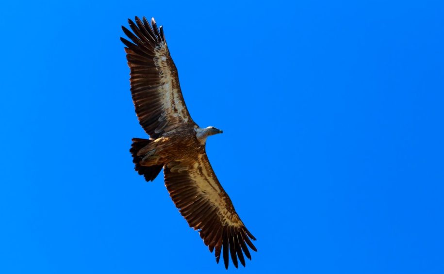 Unique birdwatching – Observing Griffon Vultures in their natural environment – boat tour 3