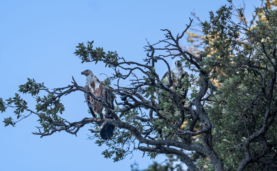 Unique birdwatching – Observing Griffon Vultures in their natural environment – boat tour 6