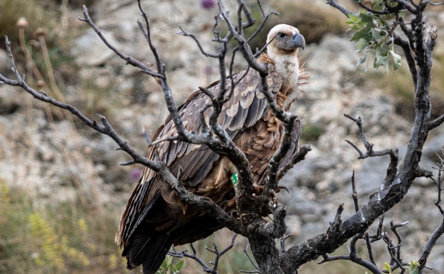 Unique birdwatching – Observing Griffon Vultures in their natural environment – boat tour