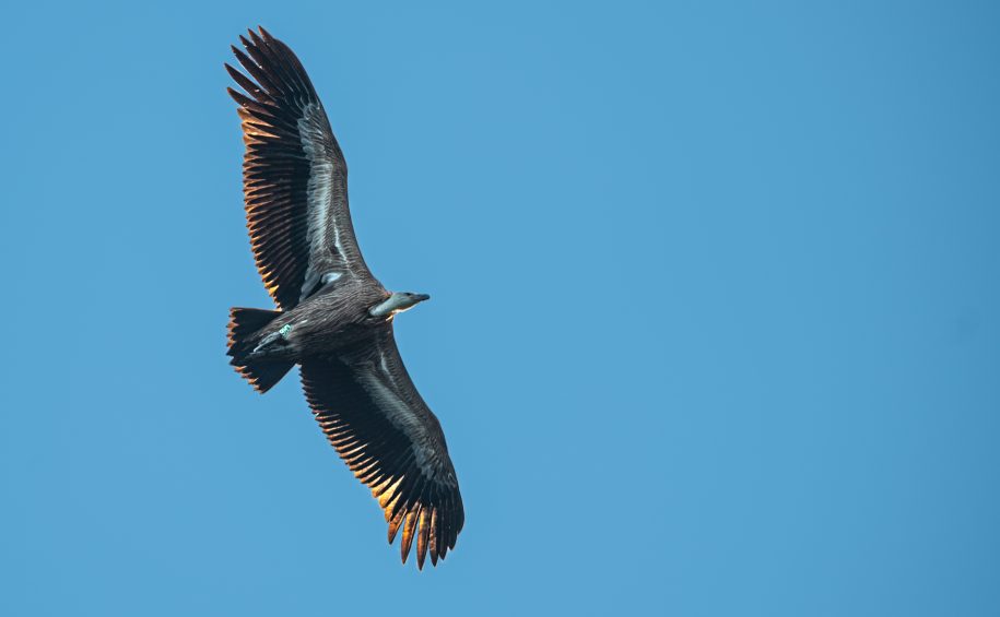 Unique birdwatching – Observing Griffon Vultures in their natural environment – boat tour7